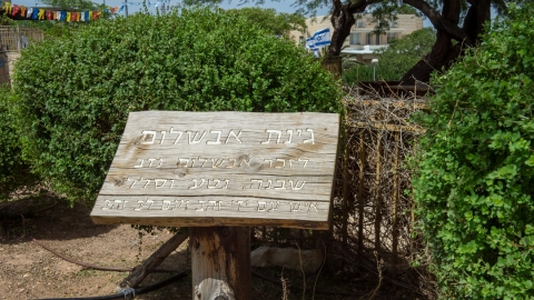 אלון023.jpg
